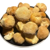Hongo melena de leon (Hericium erinaceus) x 1 Kg